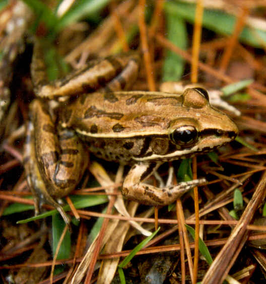 Frogs and Toads in New Mexico -