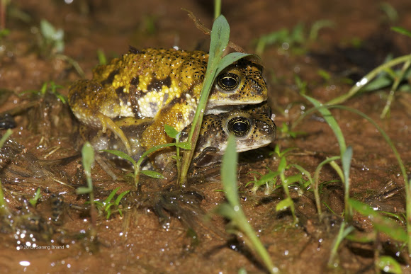 Amboli Toad (Beduka tigerina)