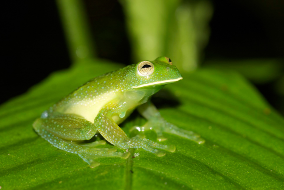 Pichincha Giant Glass Frog (Centrolene heloderma)