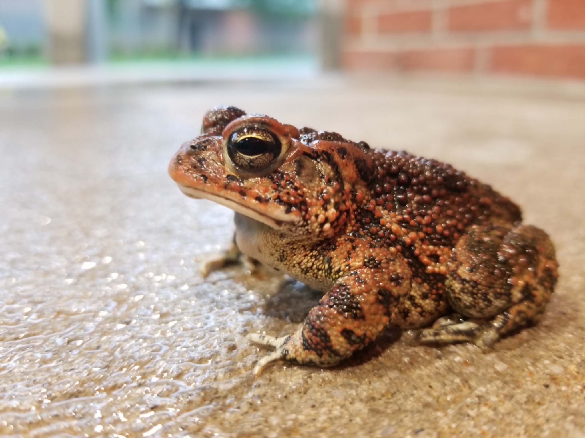Orginal Toad Cane Toad or No?