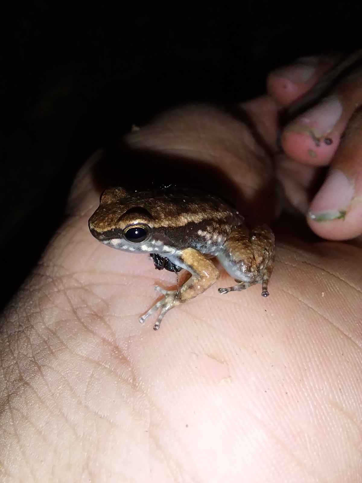 Bloody Bay Poison Frog (Mannophryne olmonae)