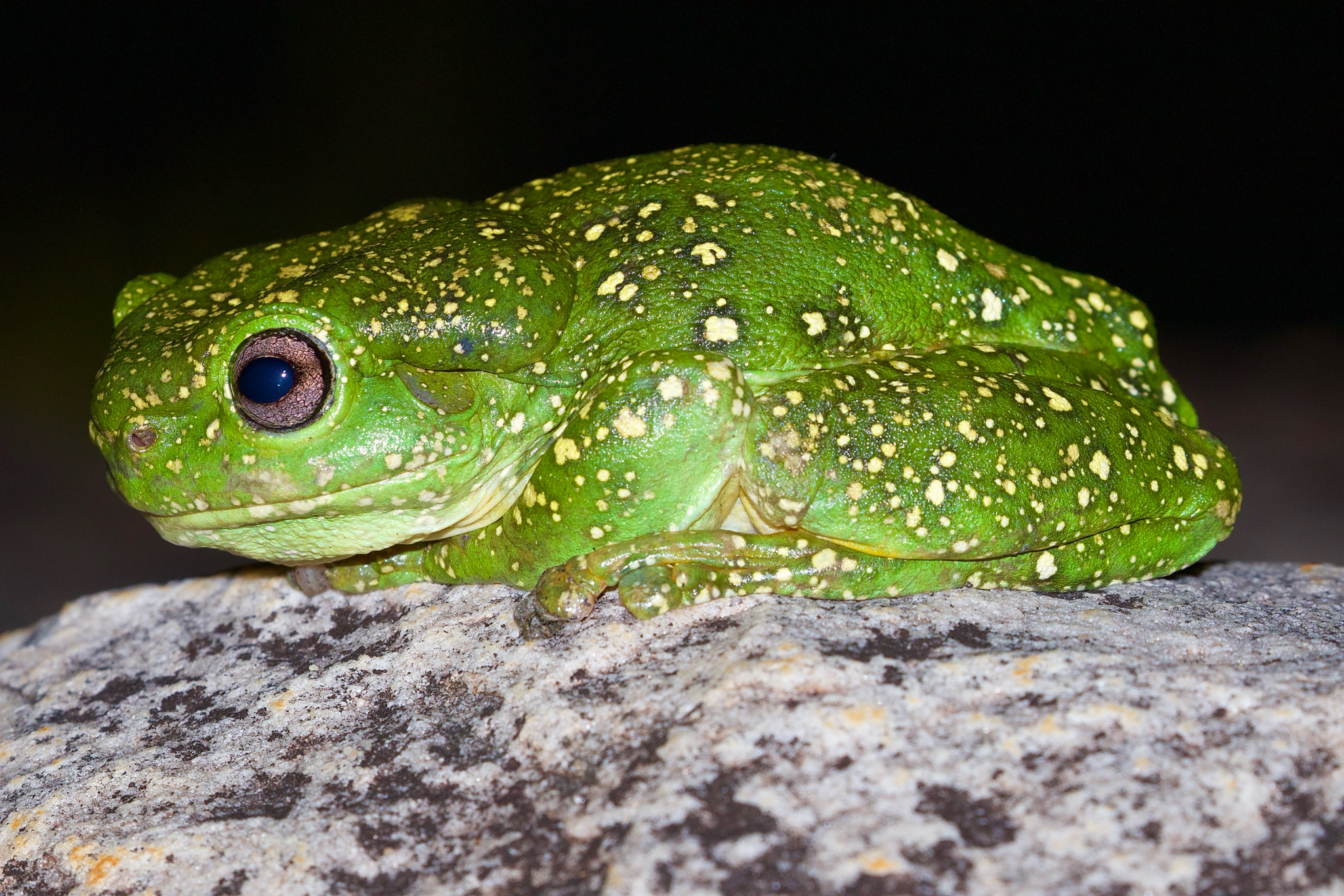 Splending Tree Splendid Tree Frog (Pelodryas splendida)